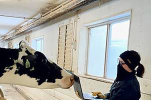 A woman holds a laptop while standing in front of a dairy cow.
