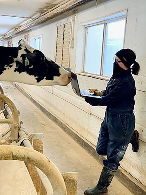 A woman holds a laptop while standing in front of a dairy cow.