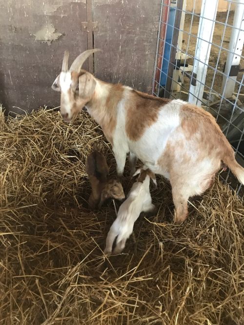 Managing small ruminants to reduce complications at parturition - Sheep &  Goats