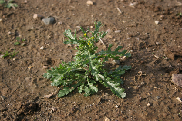 common groundsel plant