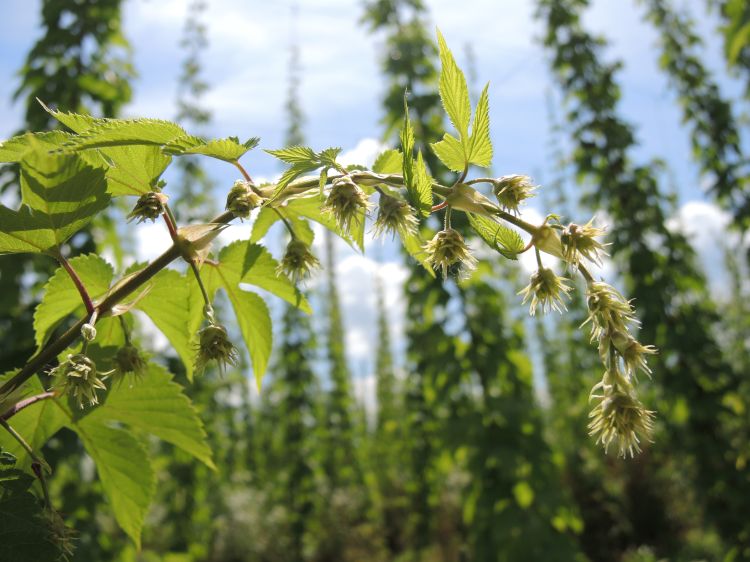 Hop cones at burr stage. Photo credit: Erin Lizotte, MSU Extension