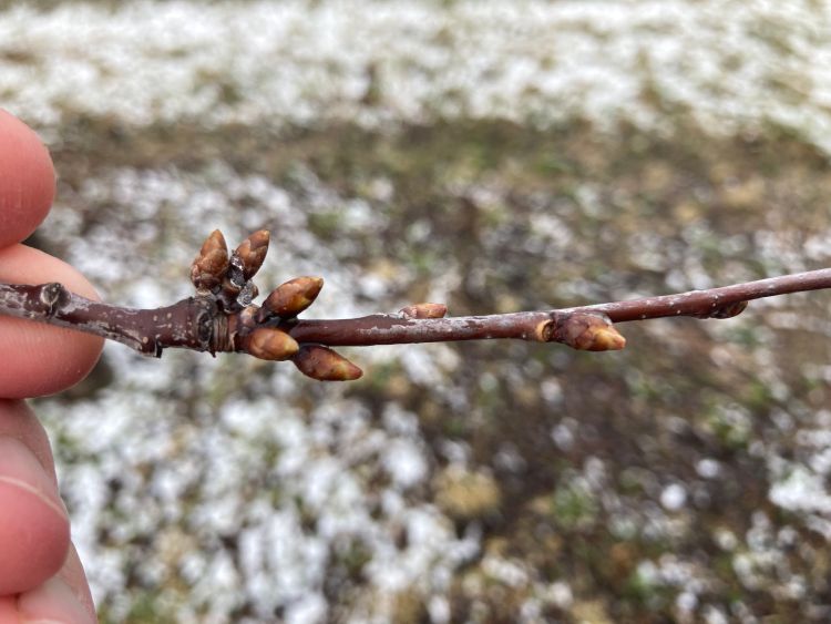 Close up of cherry buds on a tree.