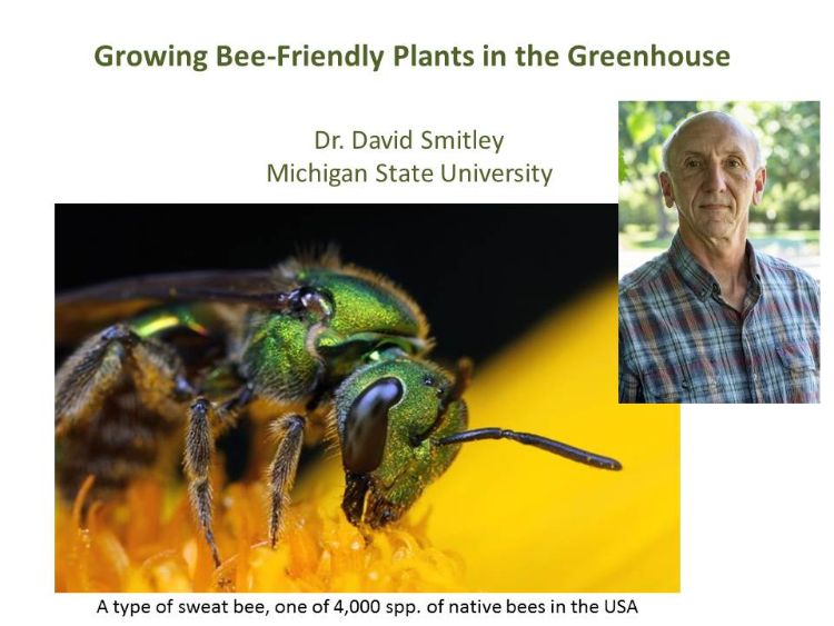 “Growing Bee-Friendly Plants” webinar describes how greenhouse growers can produce plants that are safe for pollinators