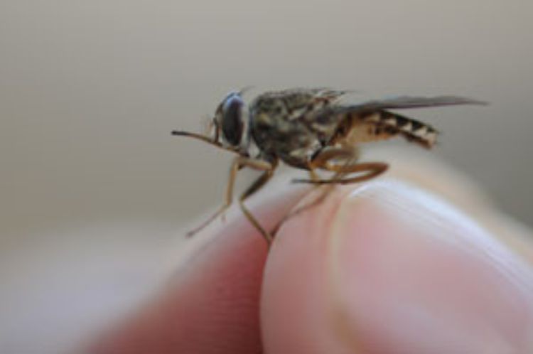 The tsetse fly spreads sleeping sickness among humans and animals alike.