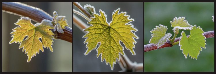 Frost on grape leaves.