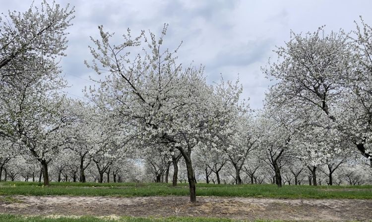Tart cherry orchard in full bloom.