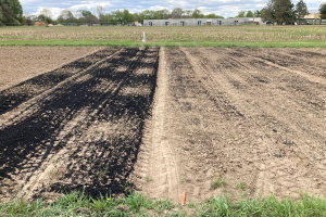 Biochar and environmental quality: Investigating effects of novel agricultural amendments on soil organic matter content and stability