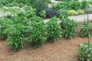 Use Smart Gardening practices to help vegetables stress less