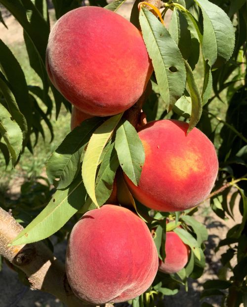 Peach harvest is in full swing with Red Haven and other varieties. Photo by Bill Shane, MSU Extension.