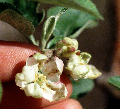  Feeding gives blossom buds a shriveled, scorched appearance or causes them to fall off. 