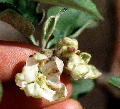 Feeding gives blossom buds a shriveled, scorched appearance or causes them to fall off.