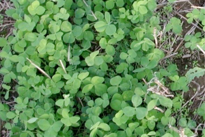 Benefits of using red clover as a cover crop