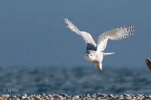 The incredible snowy owl has shown up this winter in large numbers across the Great Lakes