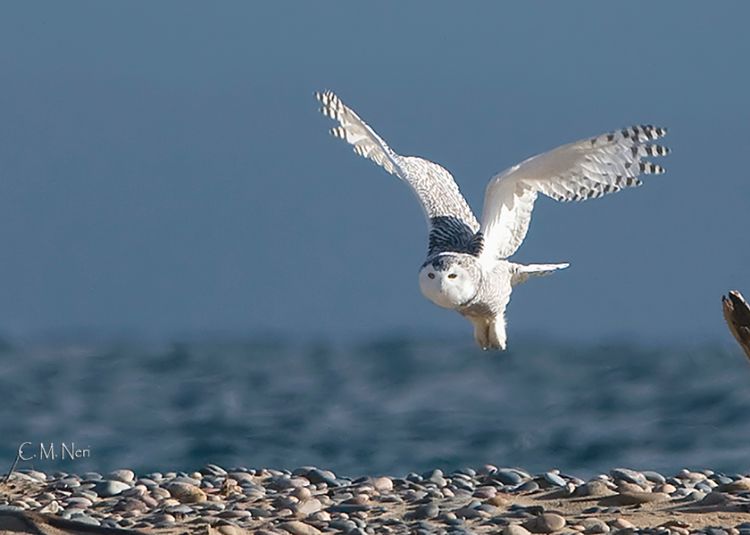 The Incredible Snowy Owl Has Shown Up This Winter In Large Numbers Across The Great Lakes Msu Extension