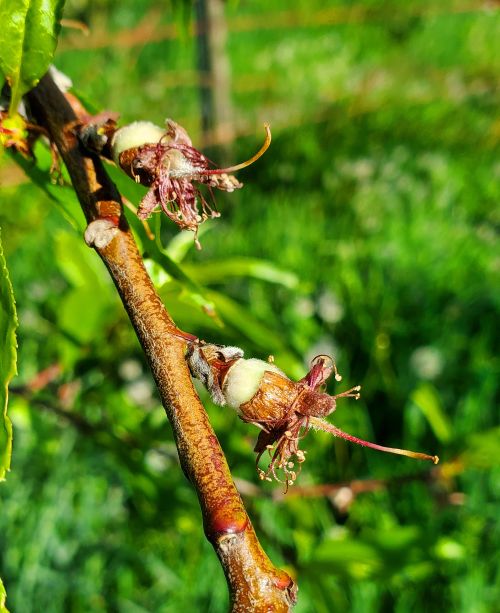 peach bloom