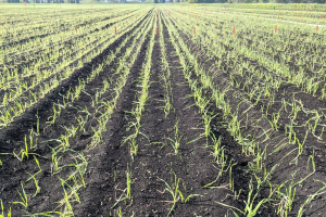 Onion weed control during cold weather