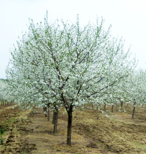 Montmorency cherries are in full bloom.