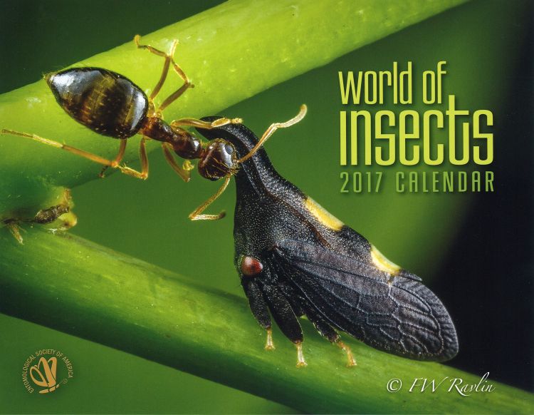 A winter ant tending a two-marked treehopper on an Eastern redbud tree.