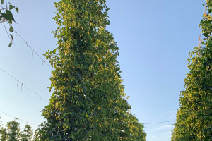Michigan hop crop report for the week of Aug. 9, 2021