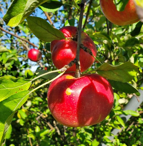 Apples