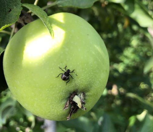 Brown marmorated stink bug late instar on apple