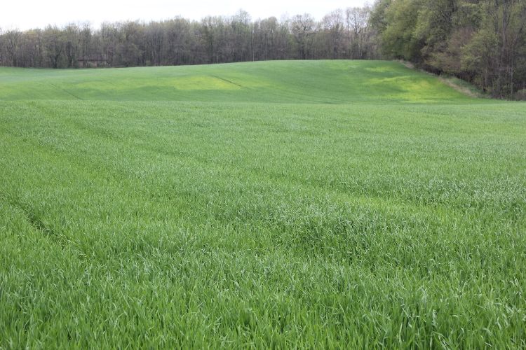 Wheat field