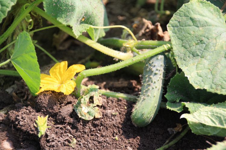 Cucumber in field