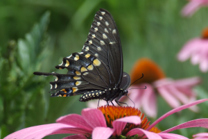 Michigan State University and Windmill Island Gardens of Holland partner to share Smart Gardening and pollinator education