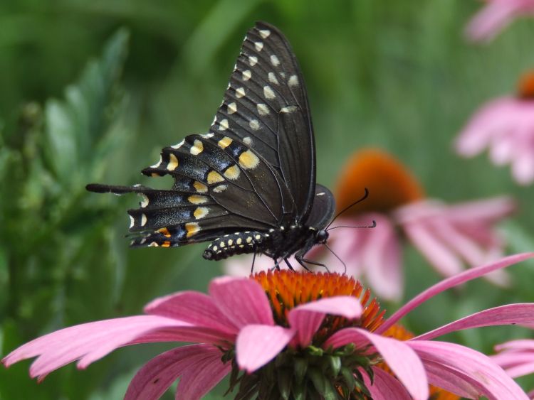 Butterfly on a pink flower.
