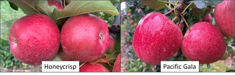 Apples, Honeycrisp, Organic - exist green