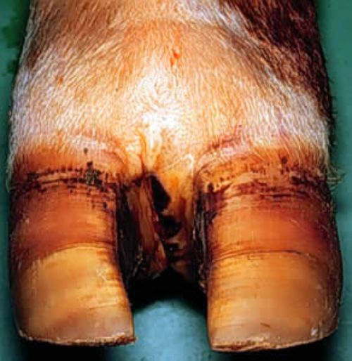 Footrot causes lameness and reddening of the interdigital tissue (between the hoof) and swelling of the foot, causing spreading of the toes. | Michigan State University Extension