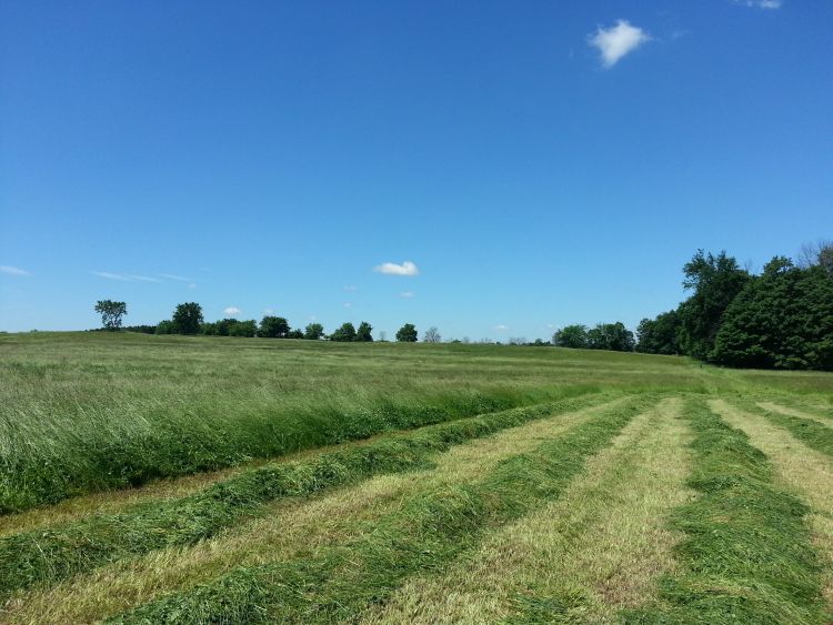 Michigan hay field