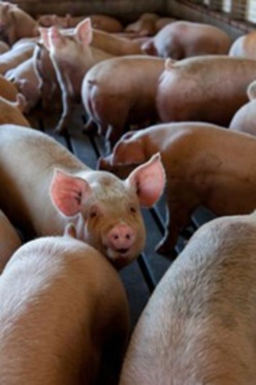 Pigs in pen.