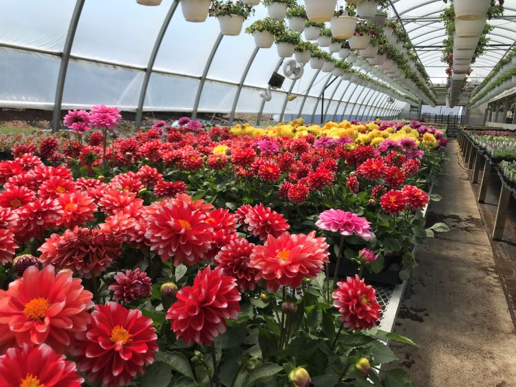 Greenhouse plants