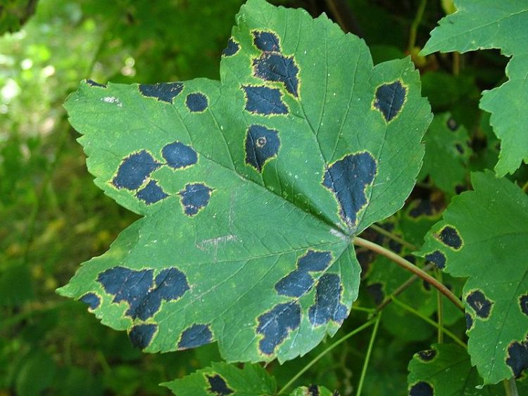 Maple tar spot caused by Rhytisma acerinum