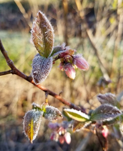 Frost on blueberry leaves and flowers. The dew point was very low in Monday morning’s freeze, but frost did form in some places. Photo by Jacob Clemons.