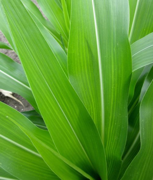 Corn leaf striping at V8 in Michigan corn, 2017. Photo by George Silva, MSU Extension.