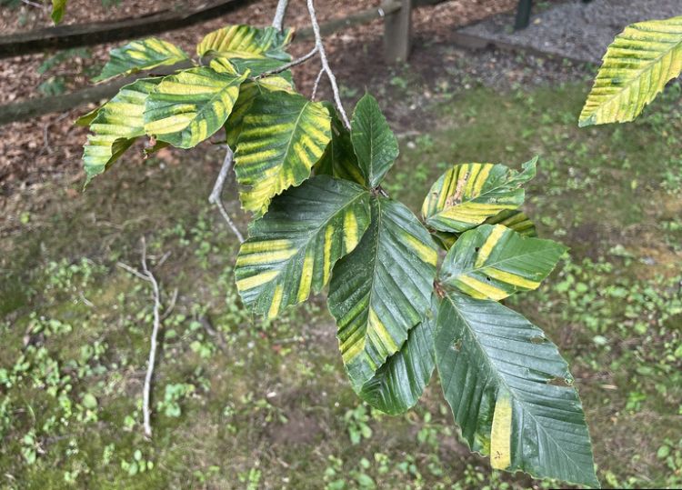 Leaf discoloration on trees with beech leaf disease.