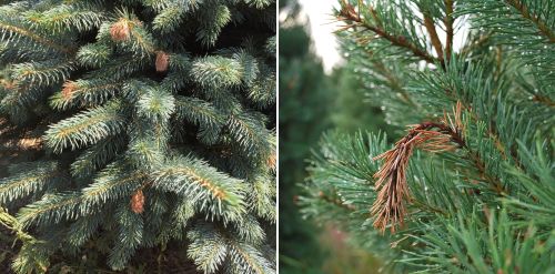 New shoot of Scots pine and spruce showing stunted and curled symptoms.