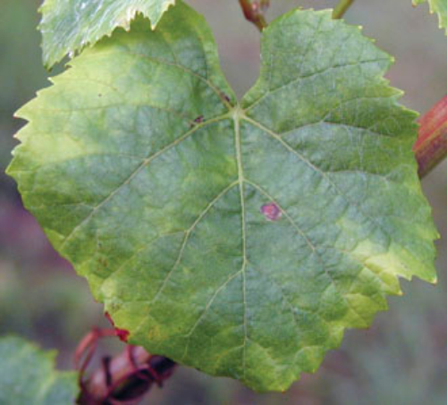  Sensitive varieties can display yellowed leaves and “cupping” after potato leafhopper feeding. 