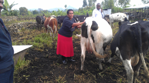 BHEARD scholar studies bovine mastitis in Rwanda dairy cows