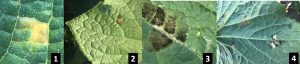 First cucurbit downy mildew spores identified in air samples in Allegan County