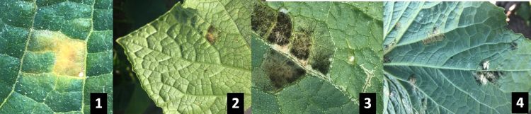 4 views of downy mildew symptoms on cucumber