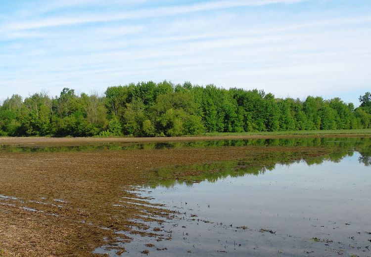 Flooded field