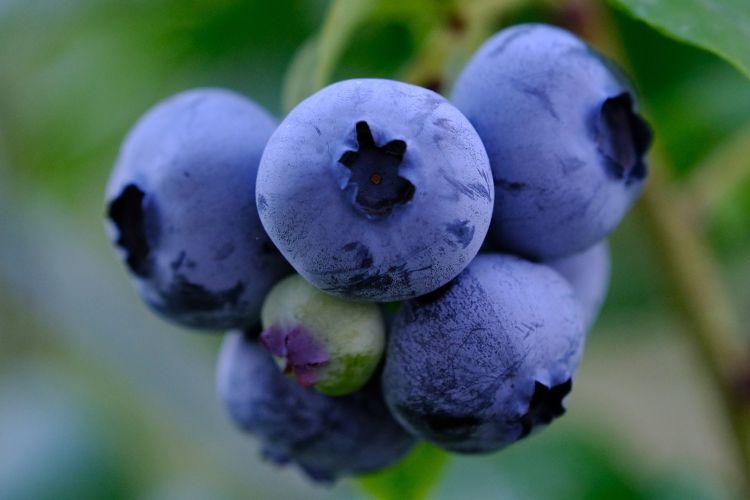 Blueberries on a bush.