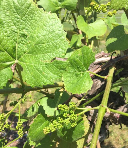 Concord grape flower clusters are elongating and separating. We expect bloom soon with these warm temperatures. All photos by Bill Shane, MSU Extension.