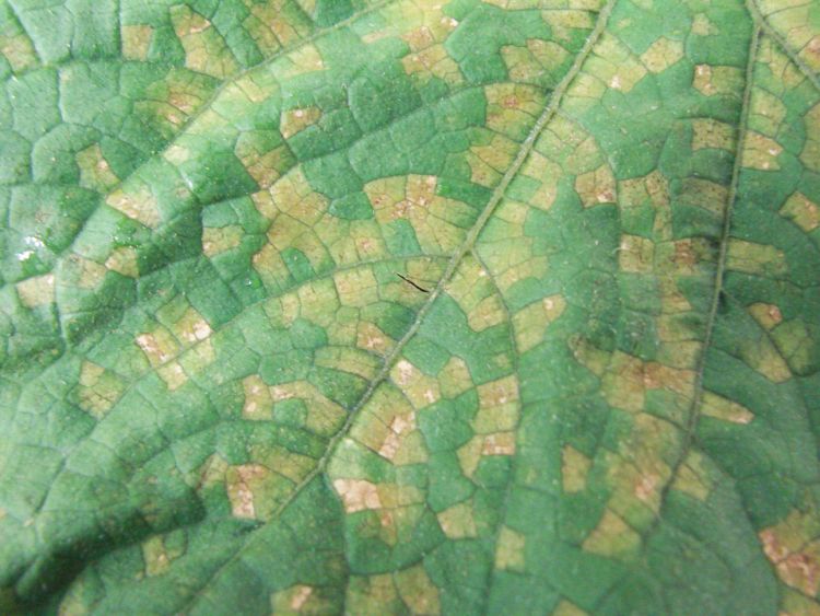 Top side of cucumber leaf showing yellow, angular lesions of downy mildew defined by the veins. All photos: Mary Hausbeck, MSU