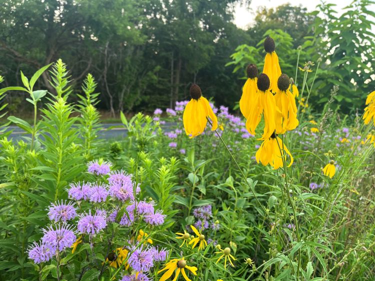 greenery along a roadside with yellow and purple flowers.