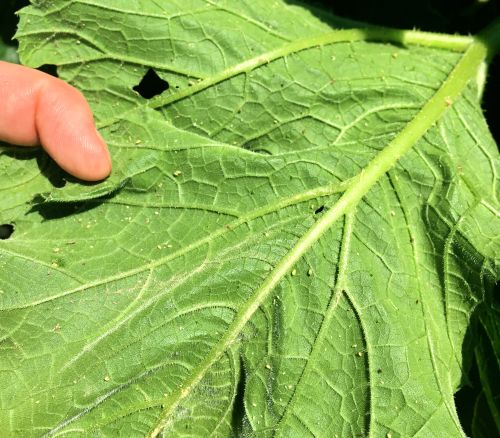 Aphids on the underside of a pumpkin leaf. One female is able to produce many offspring in a short time. All photos: Marissa Schuh, MSU Extension.