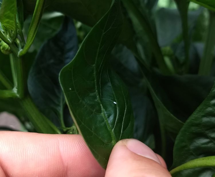 Lacewing egg on stalk on hoop house pepper